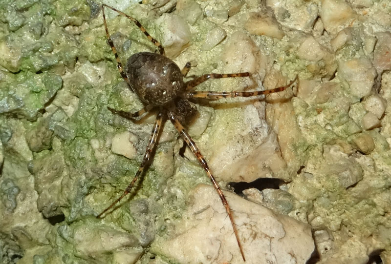 Metellina merianae - Villazzano (TN)